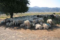 Omalos to doskonałe miejsce do wypasu owiec