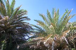 Korony drzew palmowych